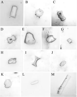 Phytolith occluded organic carbon in Fagopyrum (Polygonaceae) plants: Insights on the carbon sink potential of cultivated buckwheat planting